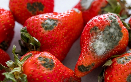 Năm nào cũng nhắc nhưng vẫn có nhà quên: Bỏ ngay ý định cúng loại quả này ngày Táo quân nếu muốn năm mới hanh thông, bớt chông gai