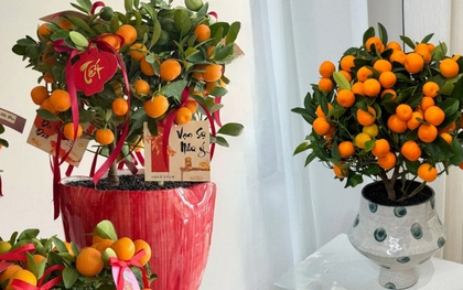 Vị trí "đại kỵ" khi đặt cây quất, cành đào ngày Tết khiến tài lộc đội nón ra đi, gia chủ nghèo đi trông thấy mà không hiểu lý do