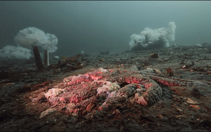 5 tỷ sao biển bỗng dưng chết hàng loạt: Điều gì đang xảy ra dưới đáy biển Bắc Mỹ?