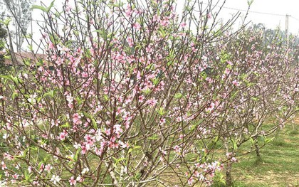 VIDEO: Đào nở bung trước Tết Nguyên đán, nhiều chủ vườn “trắng tay”