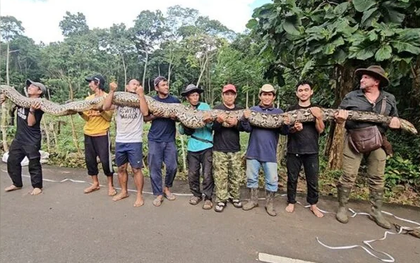 Vô tình bắt được "quái thú" dài hơn 7m, nặng gần 100kg: Guinness tìm tới tận nơi trao chứng nhận