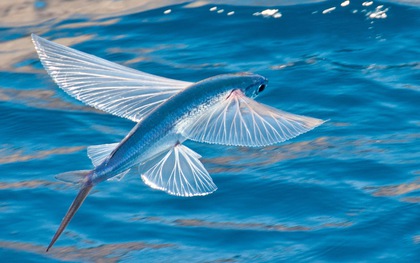 Loài cá biết bay