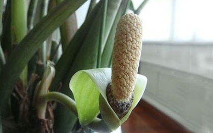 3 cây nở hoa là phúc lộc song hành, vận đỏ ghé thăm: Chúc mừng nhà nào sở hữu