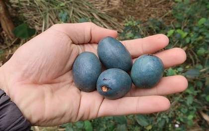 Loại quả xưa không ai thèm nhặt, giờ thành đặc sản tốt như "thuốc quý"