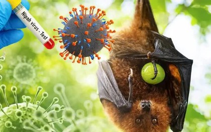 Virus Nipah dưới góc nhìn từ các chuyên gia