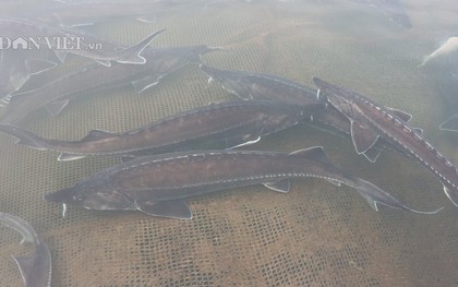 Lão nông Đắk Nông thu 1,8 tỷ đồng từ nuôi loài "thủy quái" râu dài, không xương, không vảy