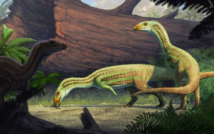 Phát hiện “cá sấu quái vật" bước đi bằng 2 chân