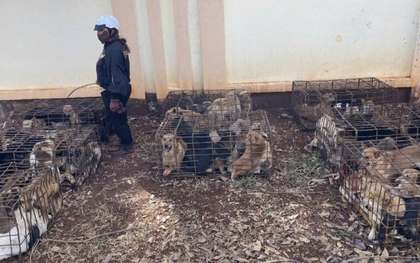 Công an tạm giữ gần 70 con chó trong vụ trộm gây bức xúc: Ai bị mất chó thời gian gần đây nhanh chóng đến nhận dạng