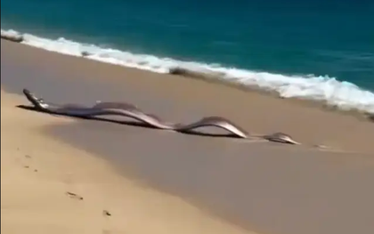 Sinh vật biển sâu dài 9m sống ở độ sâu 1.000m bất ngờ xuất hiện trên bãi biển, nhiều người lo lắng