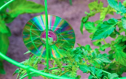 Treo thứ này ngoài vườn, bỗng nhiên chim không dám phá loại, cây cối phát triển mơn mởn