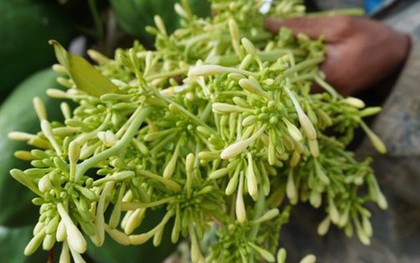 Loài hoa là dược liệu quen thuộc trị ho cực tốt, những ai không nên dùng?