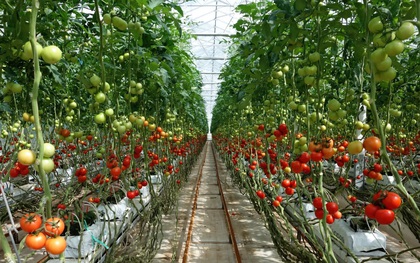 Ung thư rất “sợ” 6 loại thực phẩm này: dễ kiếm ở Việt Nam nhưng không phải ai cũng biết tận dụng