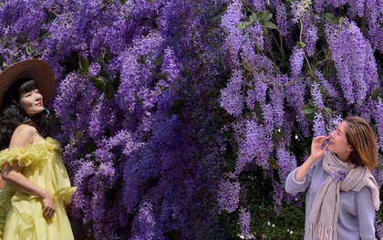 Không phải hoa sưa, cũng chẳng phải hoa ban trắng, tọa độ check in hoa mai xanh Thái đang được dân tình mê đắm