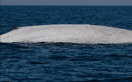 Ngư dân tưởng nhìn nhầm khi thấy sinh vật trắng toát giữa biển, chuyên gia xác nhận: Tỷ lệ chỉ 0,0025%