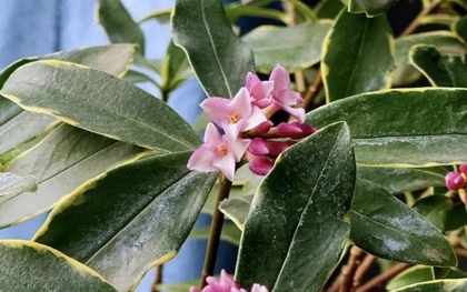 3 loài hoa dễ trồng, chạm đất là sống: Vài năm sau thân còn hóa gỗ, dáng đẹp như bonsai tiền triệu