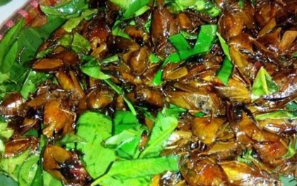 Con đặc sản xưa nhiều người “sợ xanh mặt”, nay thành đặc sản Tây Bắc tiền triệu, dân nhậu mê tít săn lùng