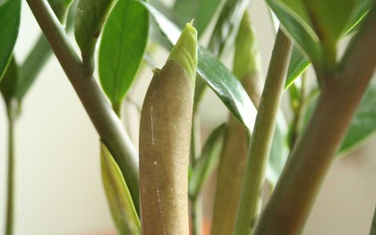 "Cây tiền" đến từ châu Phi nhưng lại là cây phong thủy quốc dân của cả châu Á: Mời gọi quý nhân, kích tài lộc rất tốt