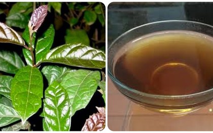 Uống cây xạ đen có tác dụng gì?