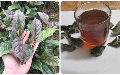 Cây xạ đen có tác dụng gì?