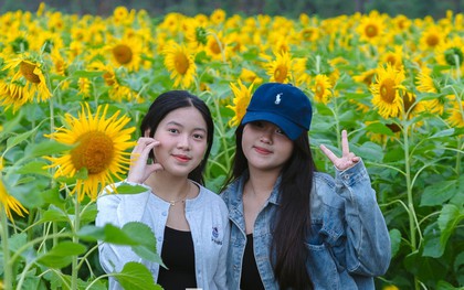 Bạn trẻ nườm nượp check-in vườn hoa hướng dương ở quê Bác