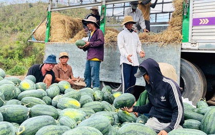 Giá dưa hấu còn 1.000 đồng/kg, nhiều hộ trồng lỗ hàng trăm triệu đồng