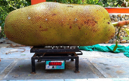 Kỳ lạ quả mít "lớn nhất thế giới", dân làng nườm nượp kéo đến chiêm ngưỡng