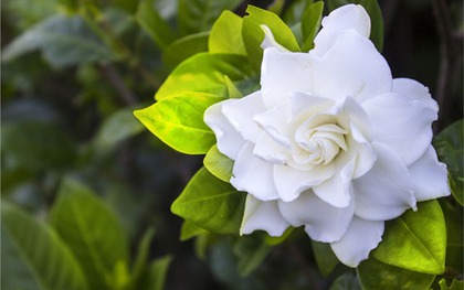 Hoa Dành Dành là hoa gì mà gây sốt mạng xã hội?