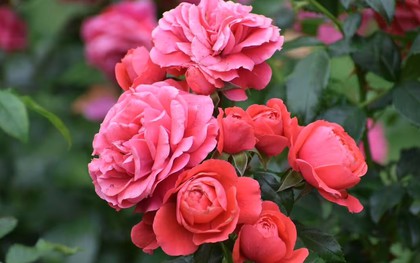 5 loại cây cần cắt tỉa ngay lúc này để có mùa hè bung nở