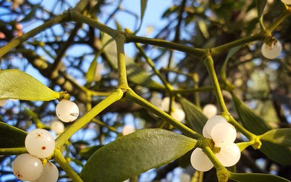 5 loại cây mang lại vận rủi, không nên trồng trong nhà