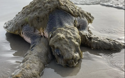 Cứu hộ tưởng nhìn nhầm khi thấy sinh vật đầy "lông" ở bờ biển, chuyên gia xác nhận: Chỉ còn 23.000 cá thể!