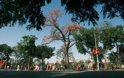 Ngắm "cụ gạo" trăm tuổi rực rỡ góc trời Hà Nội: Ký ức tuổi thơ quen thuộc của bao thế hệ mỗi độ tháng 3 về