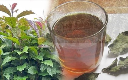 Uống nước xạ đen hàng ngày có tốt?