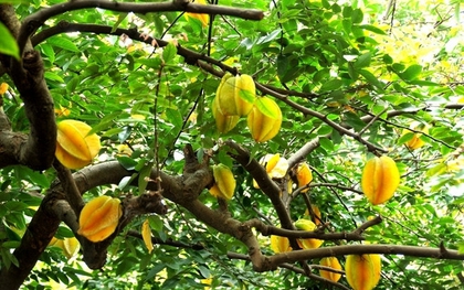 10 loại cây may mắn nên trồng trước sân nhà