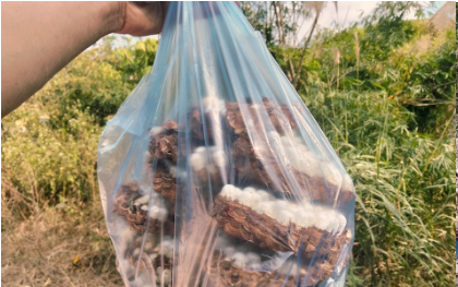 Con đặc sản “nhìn đã thấy sợ” ở Tây Bắc xưa không ai ngó, nay thành món ăn được dân nhậu mê tít săn lùng