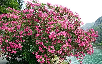 Ông bà dặn: Tuy rất đẹp nhưng đừng dại mà trồng 3 loài cây này trong nhà, vừa xui rủi, vừa ảnh hưởng sức khỏe