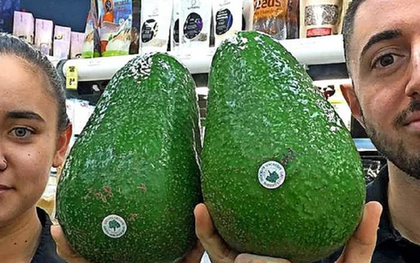 Giống bơ "khổng lồ" nhất thế giới, to bằng cái đầu, cả nhà ăn 1 quả còn không hết