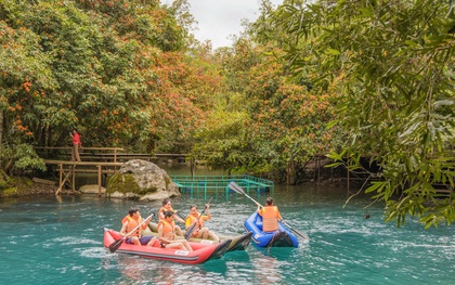 Mùa vàng anh 'thắp nắng' giữa Phong Nha - Kẻ Bàng