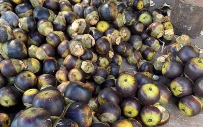 5 loại trái cây đặc sản miền Tây, cả nước hiếm nơi tìm thấy