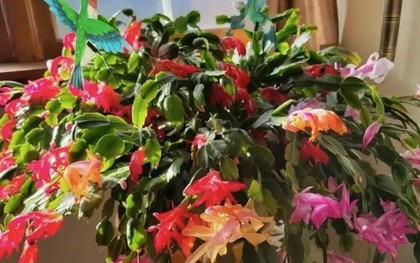 5 loài cây sống lâu hơn cả người, càng già càng lộ ra sự quý giá, bảo vệ gia đình, giữ lộc 3 đời con cháu