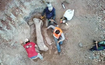 Quái vật dài 20 m "trỗi dậy" giữa công trình đường sắt