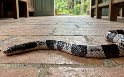 Khẩn cấp đưa huyết thanh từ TPHCM ra TP Huế cứu bé gái ngủ dưới nền nhà bị rắn cạp nia cắn