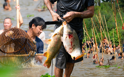 3 năm mới có 1 lần, hàng trăm trai làng xứ Đoài đồng loạt dập sào, cá quẫy trắng cả khúc sông