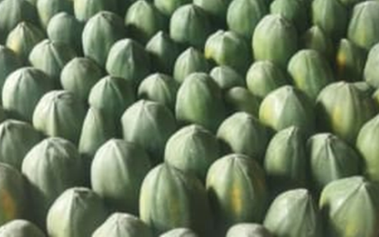 Loại quả "tốt nhất thế giới", ở Việt Nam hễ ra chợ là thấy