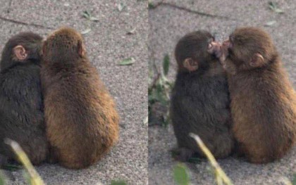 Đừng bao giờ tuyệt vọng: "Chú khỉ cô độc nhất thế giới" Punch vừa có bạn gái!