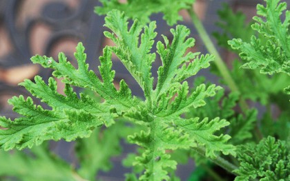 5 loại cây đuổi muỗi, nên trồng ngay trong nhà