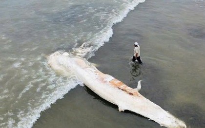 Xác cá voi dài gần 10 m dạt vào bờ biển