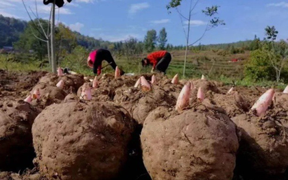 Loại củ dại “độc toàn thân”, người Việt không ai ngó trời Tây bán "hái ra tiền"