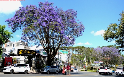 CLIP: Phượng tím vào mùa, Đà Lạt mộng mơ