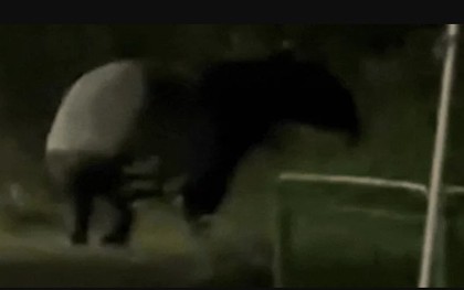 "Quái thú" có bước đi 'vang như tiếng vó ngựa' xuất hiện giữa phố, chuyên gia hé lộ: Chỉ còn 2.500 cá thể