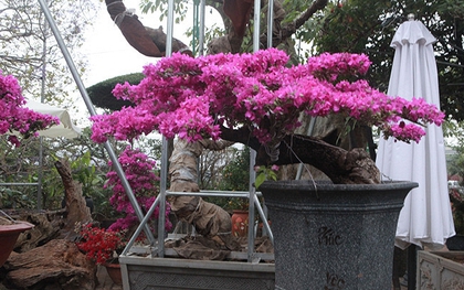 4 niềm vui, 3 nỗi sợ khi chơi hoa giấy